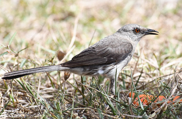 Campos-Spottdrossel, Chalk-browed mockingbird, Mimus saturninus