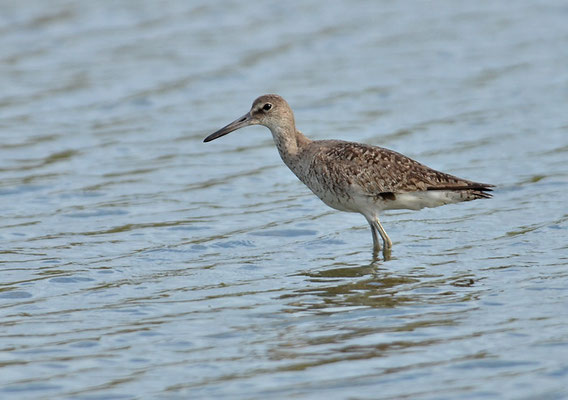 SCHLAMMTRETER, WILLET, CATOPTROPHORUS SEMIPALMATUS