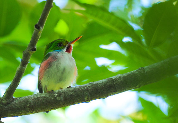 VIELFARBENTODY, CUBAN TODY, TODUS MULTICOLOR