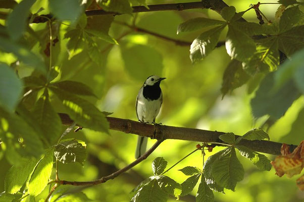 BACHSTELZE,WHITE WAGTAIL, MOTACILLA ALBA