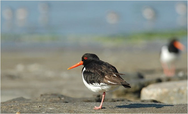 AUSTERNFISCHER, OYSTERCATCHER, HAEMATOPUS OSTRALEGUS