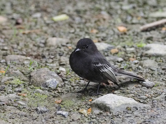 SCHWARZKOPF-PHOEBETYRANN, BLACK PHOEBE - SAYORNIS NIGRICANS