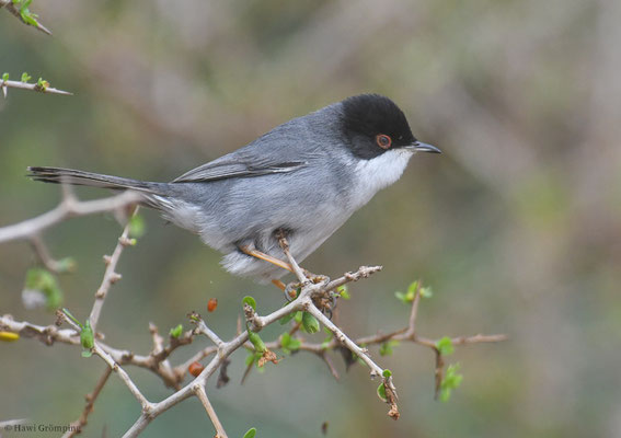 SAMTKOPFGRASMÜCKE, SARDINIAN WARBLER, SYLVIA MELANOCEPHALA