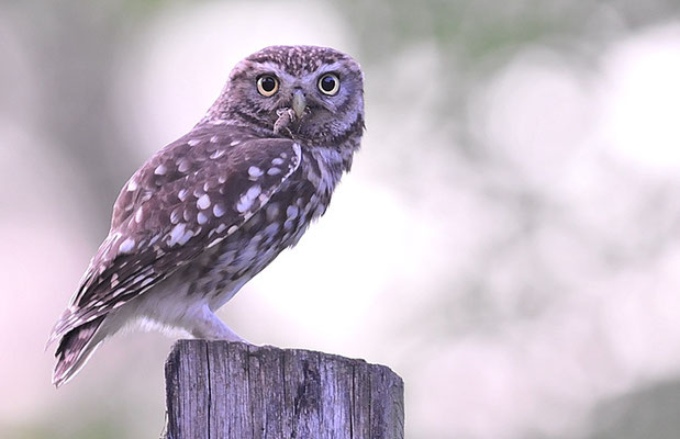STEINKAUZ, LITTLE OWL , ATHENE NOCTUA