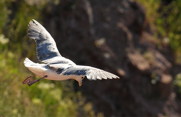 EISSTURMTAUCHER, FULMAR, FULMARUS GLACIALIS 