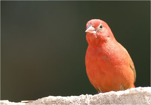 SENEGALAMARANT, RED-BILLED FIREFINCH, LAGONOSTICTA SENEGALA