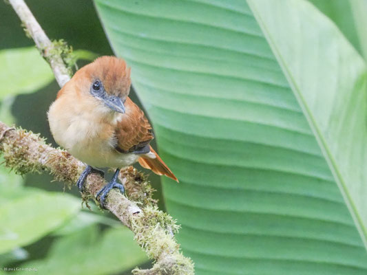 Zimtbekarde, Cinnamon Becard - Pachyramphus cinnamomeus