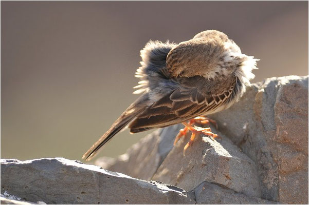 KANARENPIEPER, BERTHELOT´S PIPIT, ANTHUS BERTHELOTII
