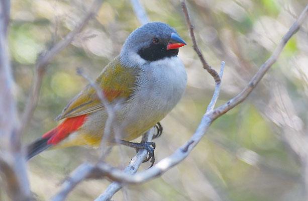 GRÜNASTRILD, SWEE WAXBILL, COCCOPYGIA MELANOTIS