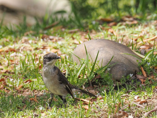 Würgerschnäpper, fiscal flycatcher, sigelus silens
