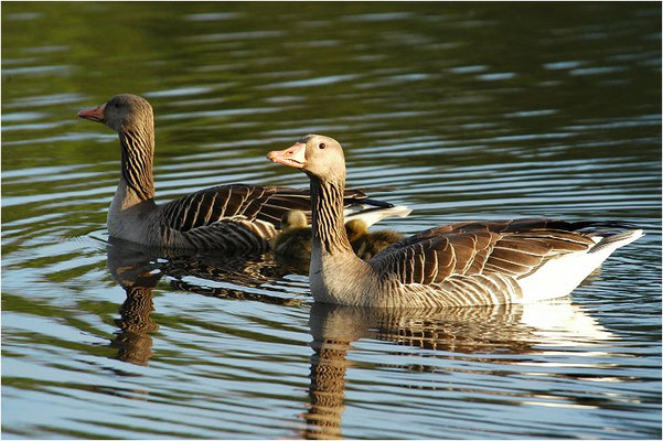 GRAUGANS, GREYLAG GOOSE, ANSER ANSER