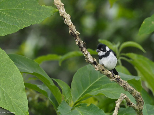 MOHRENPFÄFFCHEN, VARIABLE SEEDEATER - SPOROPHILA CORVINA