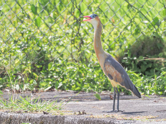 Pfeifreiher, Whistling Heron - Syrigma sibilatrix