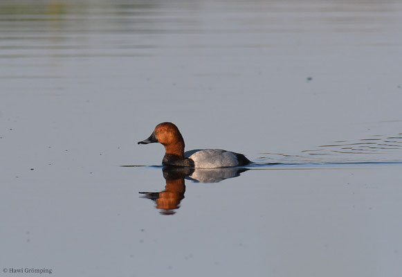TAFELENTE, POCHARD, AYTHYA  FERINA