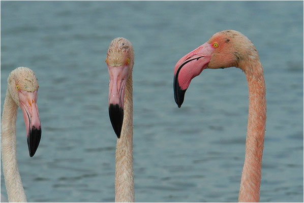 ROSAFLAMINGO, FLAMINGO, PHOENICOPTERUS ROSEUS