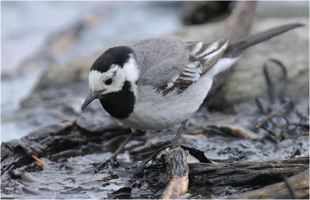 BACHSTELZE,WHITE WAGTAIL, MOTACILLA ALBA