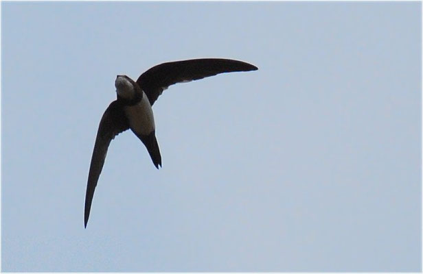 ALPENSEGLER, ALPINE SWIFT, APUS MELBA