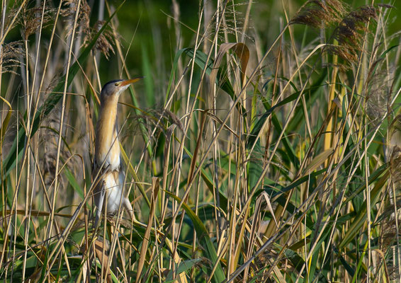 ZWERGDOMMEL, LITTLE BITTERN, IXOBRYCHUS MINUTUS