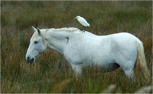 KUHREIHER, CATTLE EGRET, BUBULCUS IBIS