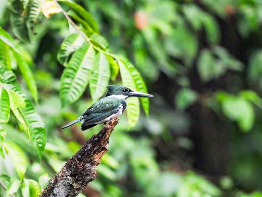 Amazonasfischer, Amazon Kingfisher - Chloroceryle amazona