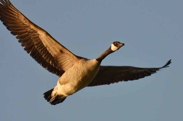 KANADAGANS, CANADA GOOSE, BRANTA CANADENSIS