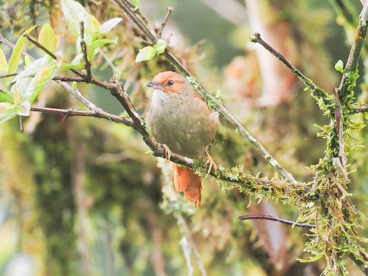 Rotgesichts-Baumschlüpfer, Red-faced Spinetail - Cranioleuca erythrops