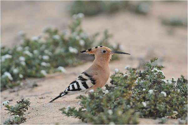 WIEDEHOPF, HOOPOE, UPUPA EPOPS