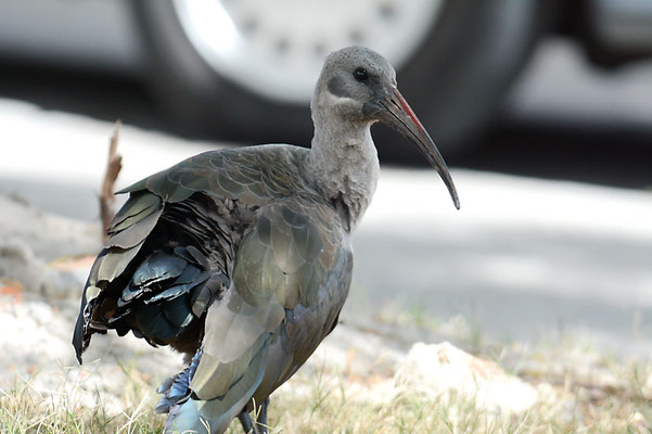 HAGEDASCH, HADEDA IBIS, BOSTRYCHIA HAGEDASH