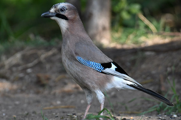 EICHELHÄHER, JAY, GARRULUS GLANDARIUS