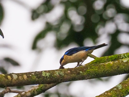 SCHWARZRÜCKENTANGARE, FAWN-BREASTED TANAGER - PIPRAEIDEA MELANONOTA