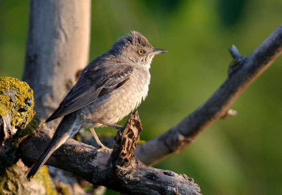 SPERBERGRASMÜCKE, BARRED WARBLER, SYLVIA NISORIA