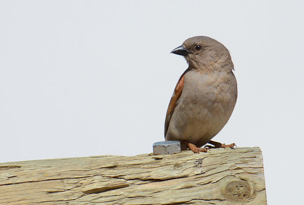 DAMARASPERLING, SOUTHERN GREY-HEADED SPARROW, PASSER GRISEUS