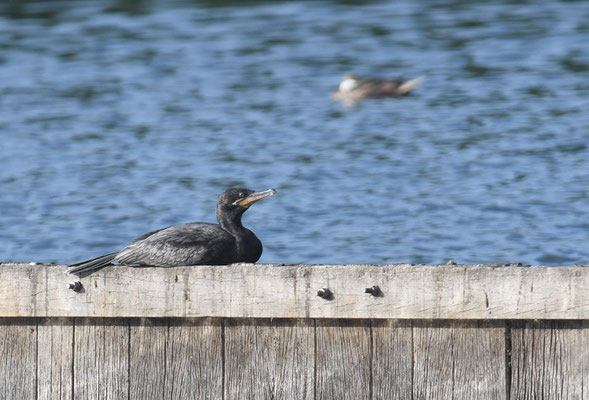 OLIVENSCHARBE, NEOTROPIC CORMORANT, PHALACROCORAX BRASILIANUS