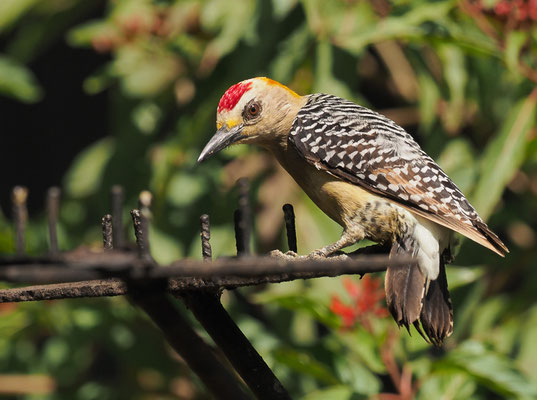 HOFFMANNSPECHT, HOFFMANN´S WOODPECKER, MELANERPES HOFFMANNII