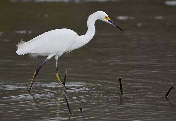SCHMUCKREIHER, SNOWY EGRET, EGRETTA THULA