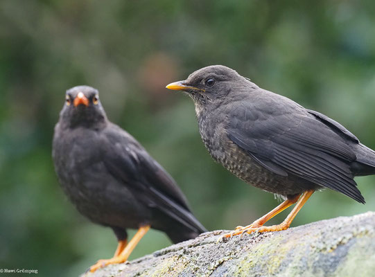 RIESENDROSSEL, GREAT THRUSH - TURDUS FUSCATER