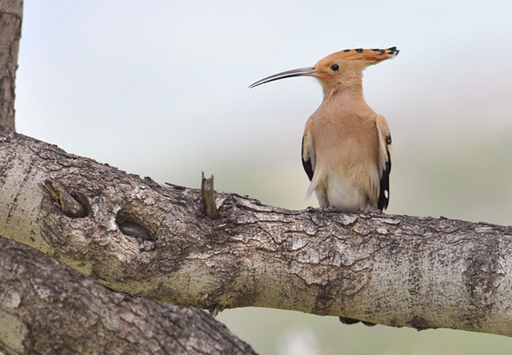 WIEDEHOPF, HOOPOE, UPUPA EPOPS