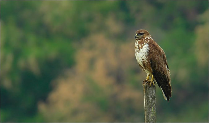 MÄUSEBUSSARD, COMMON BUZZARD, BUTEO BUTEO