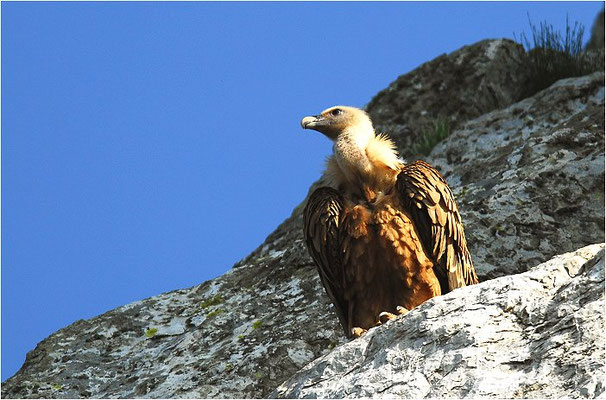 GÄNSEGEIER, GRIFFON VULTURE, GYPS FULVUS