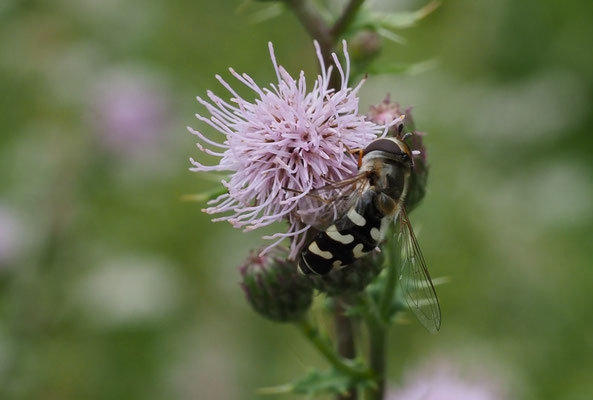 SPÄTE GROSSSTIRNSCHWEBFLIEGE, SCAEVA PYRASTRI