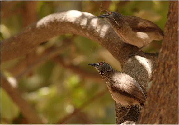 SCHUPPENDROSSLING, BROWN BABBLER, TURDOIDES PLEBEJUS