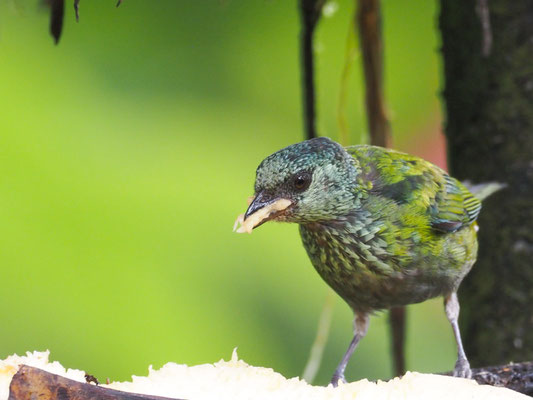 DROSSELTANGARE, SPOTTED TANAGER - IXOTHRAUPIS PUNCTATA 