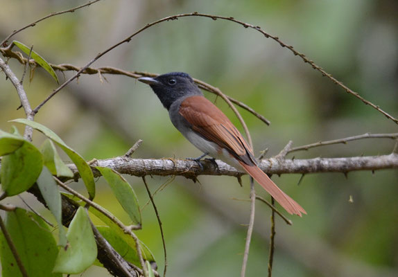 ASIATISCHER PARADIESSCHNÄPPER, ASIAN PARADISE-FLYCATCHER, TERPSIPHONE PARADISI
