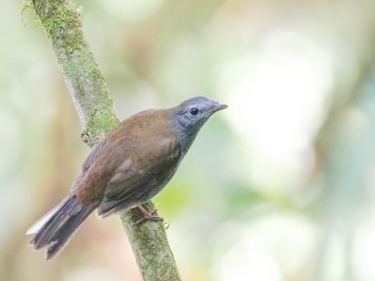 Andenklarino, Andean solitaire - Myadestes ralloides