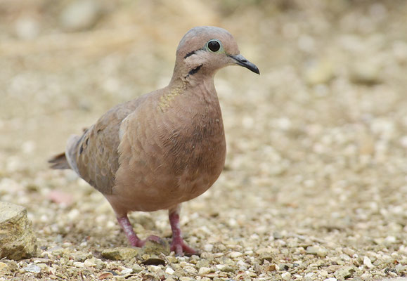 OHRFLECKTAUBE, EARED DOVE, ZENAIDA AURICULATA