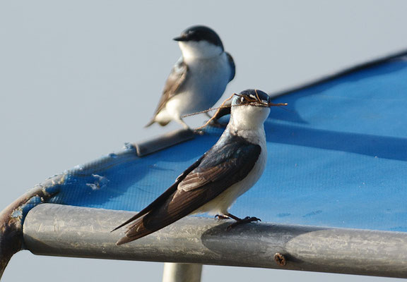 MANGROVENSCHWALBE, MANGROVE SWALLOW, TACHYCINETA ALBILINEA