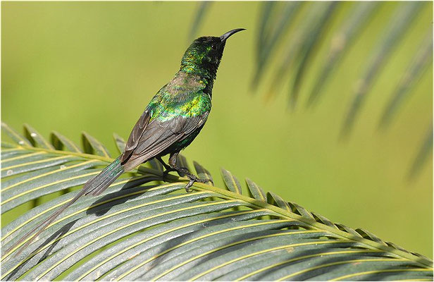 ELFENNEKTARVOGEL, BEAUTIFUL SUNBIRD, NECTARINIA PULCHELLA