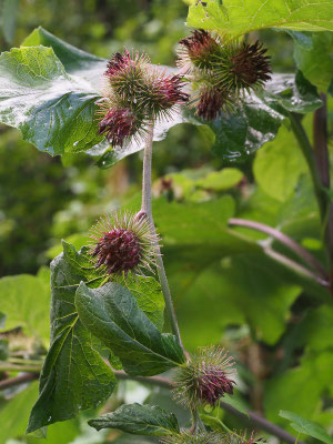 Große Klette (Arctium lappa)