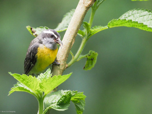 Zuckervogel, bananaquit - coereba flaveola