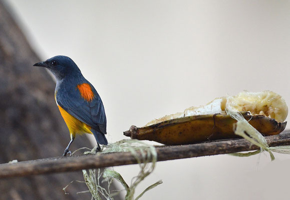 ORANGEBAUCH-MISTELFRESSER, ORANGE-BELLIED  FLOWERPECKER, DICAEUM TRIGONOSTIGMA - THAILAND
